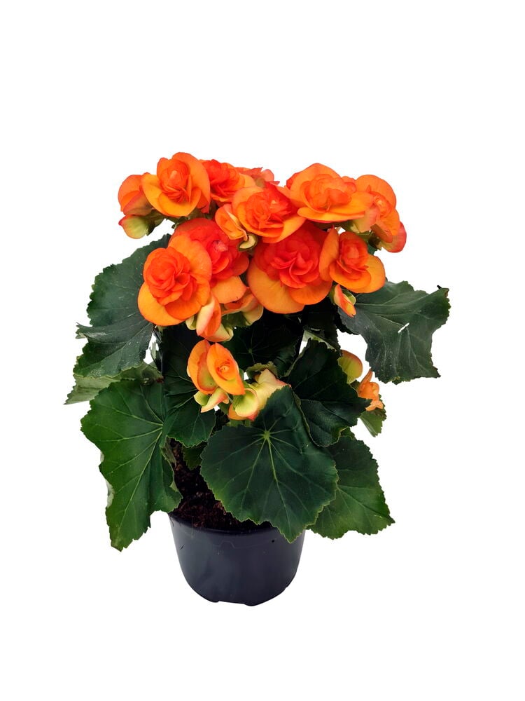 Oranssi begonia kukka mustassa ruukussa.