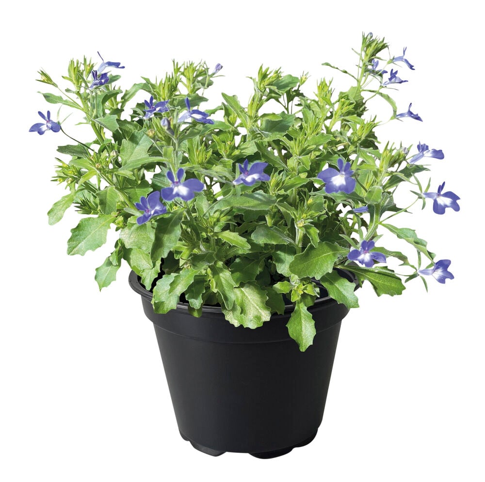 Vihreä roikkuva kesäkukka violeteilla kukilla.