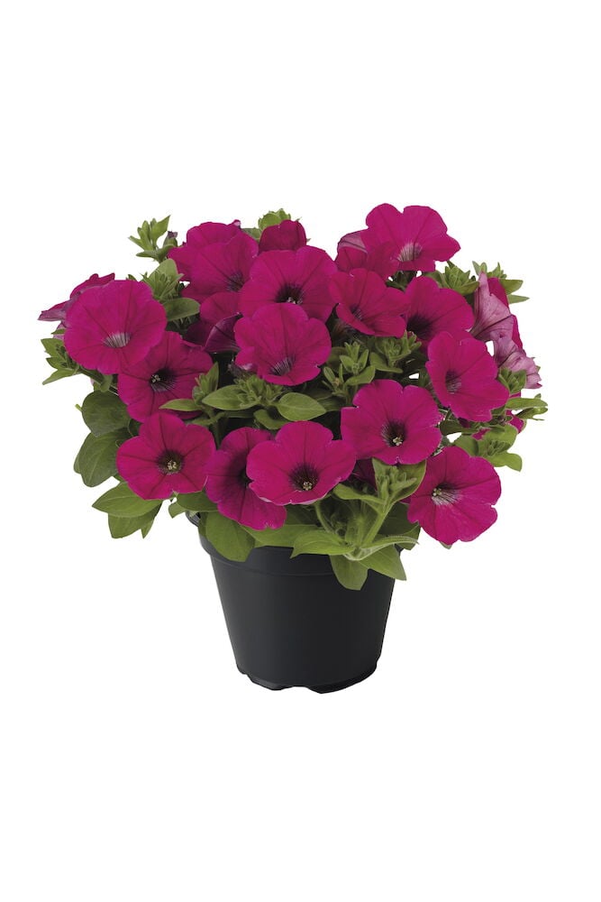 Vaaleanpunaiset kesäkukat mustassa kukkaruukussa.