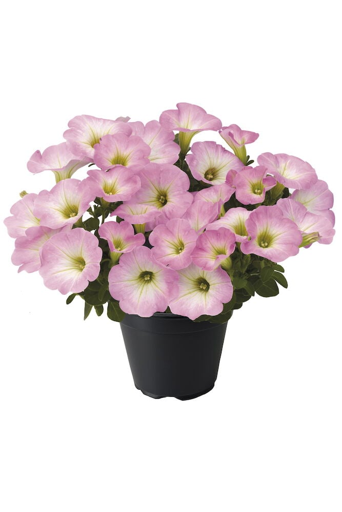 Vaaleanpunaiset petuniat mustassa ruukussa valkoista taustaa vasten.