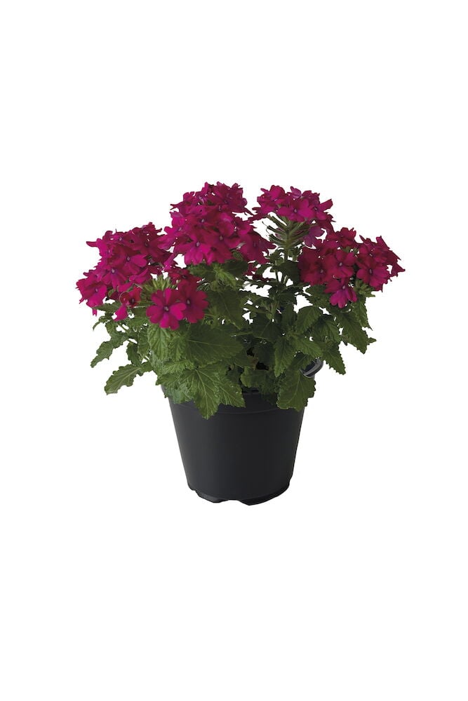 Roikkuva kesäkukka, jossa on vaaleanpunaisia ??kukkia mustassa ruukussa.