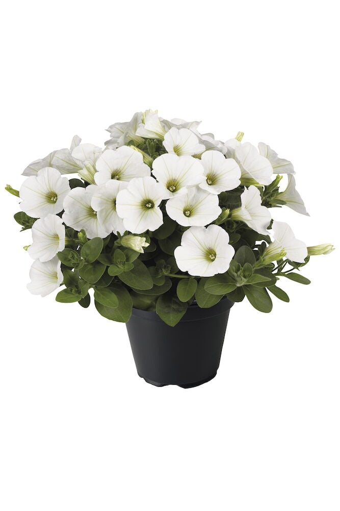 Valkoinen roikkuva kesäruukku kukilla ja vihreillä lehdillä.