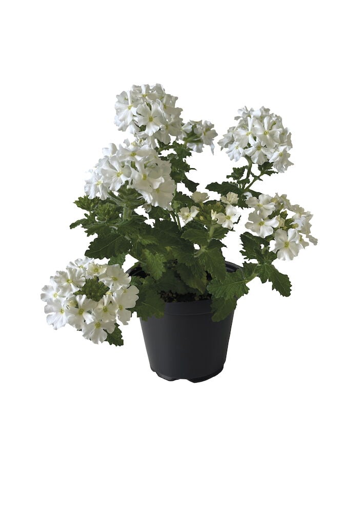 Valkoinen riippuva kesäkukka mustassa ruukussa.