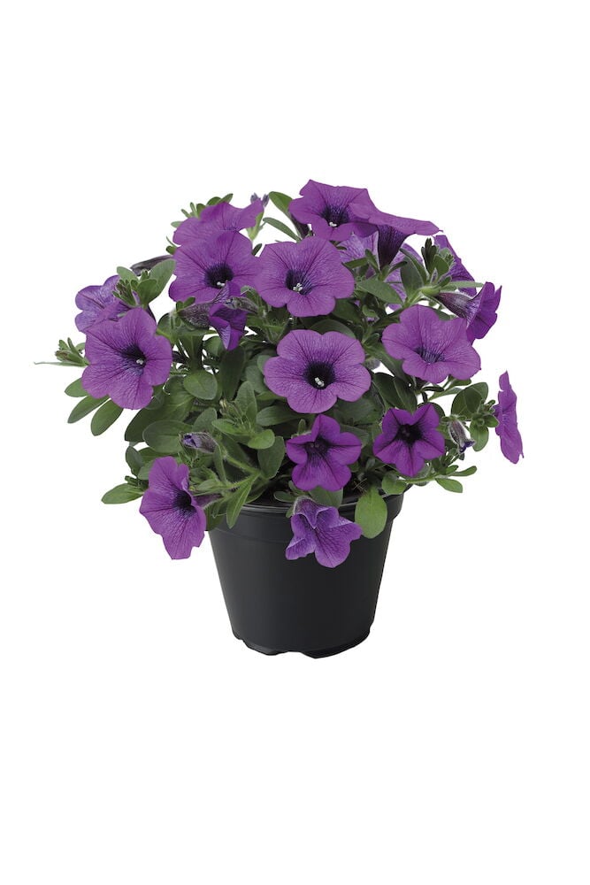 Lila riippuva kasvi mustassa kukkaruukussa valkoista taustaa vasten.