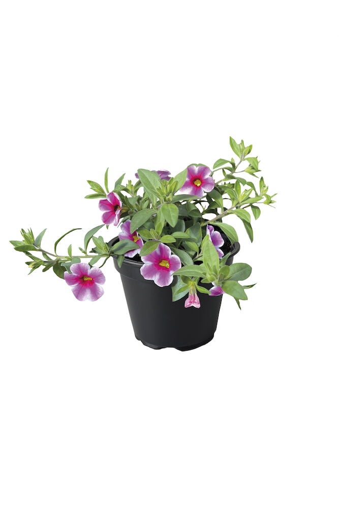 Ruukussa roikkuva kesäkukka, jossa on vaaleanpunaisia kukkia.