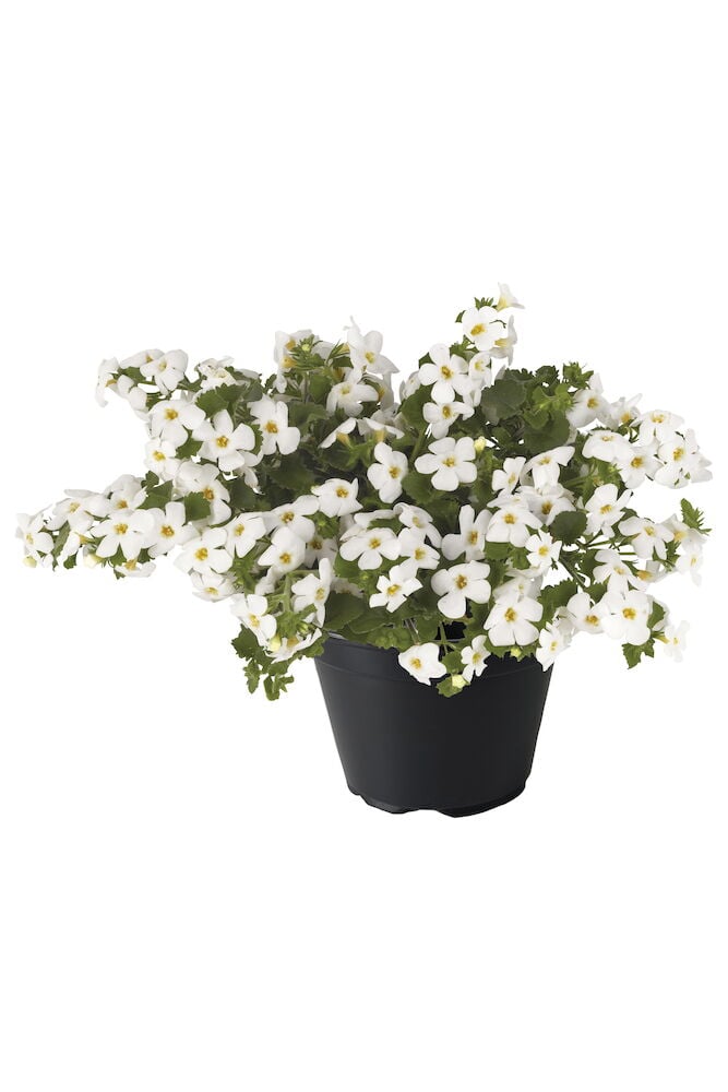 Riippuva kesäkukka, jossa on valkoisia kukkia ruukussa.