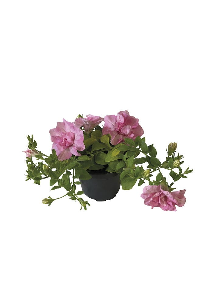 Roikkuva kasvi, jossa on vaaleanpunaisia kukkia mustassa ruukussa.