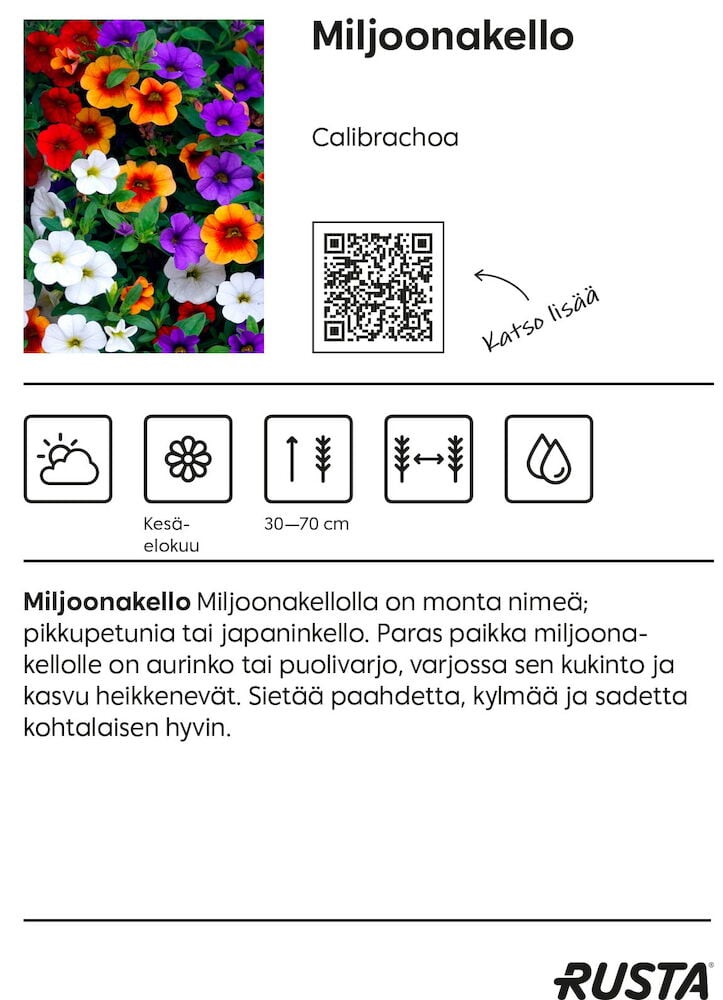 Useita värikkäitä Calibrachoa-kukkia kesäkorissa.