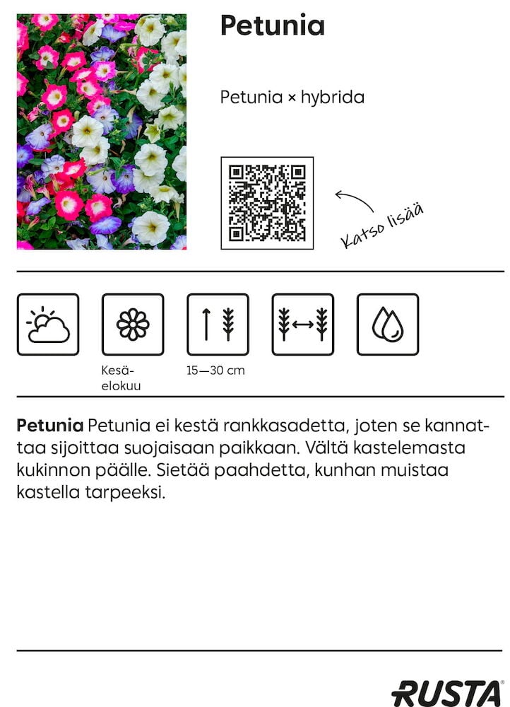 Useita värikkäitä petunian kukkia puutarhaistutuksessa.