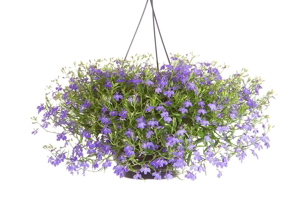 Ripustettava ruukku, jossa on violetteja kesäkukkia ja vihreitä lehtiä.
