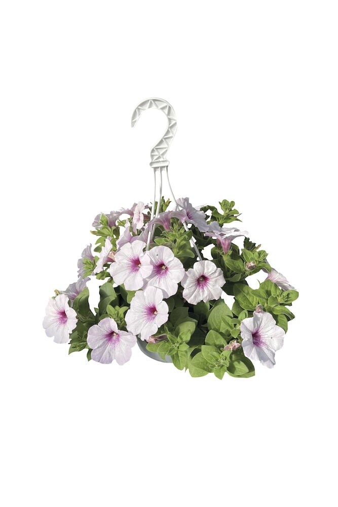 Amppeli vaaleanpunaisilla kukilla ja vihreillä lehdillä.