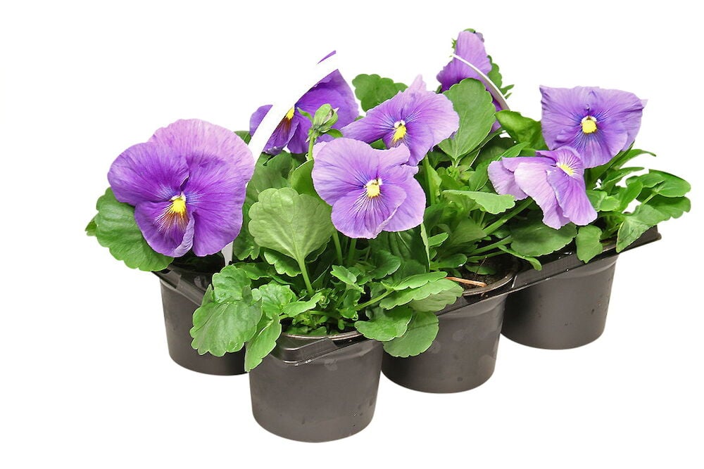 Kuusi violettia orvokkikasvia mustissa muoviruukuissa.