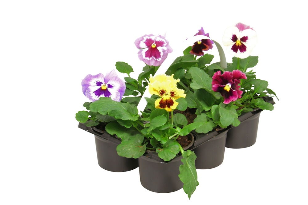 Kuusi orvokkikasvia muovisissa ruukuissa värikkäillä kukilla.