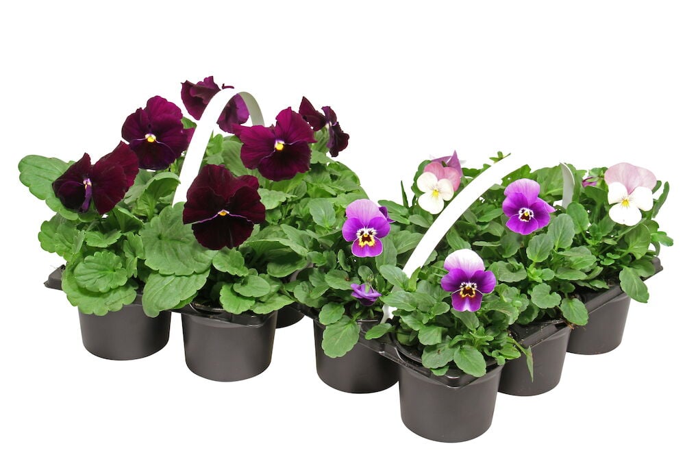 Kuusi mustaa ruukkua kukkivilla orvokkikasveilla.