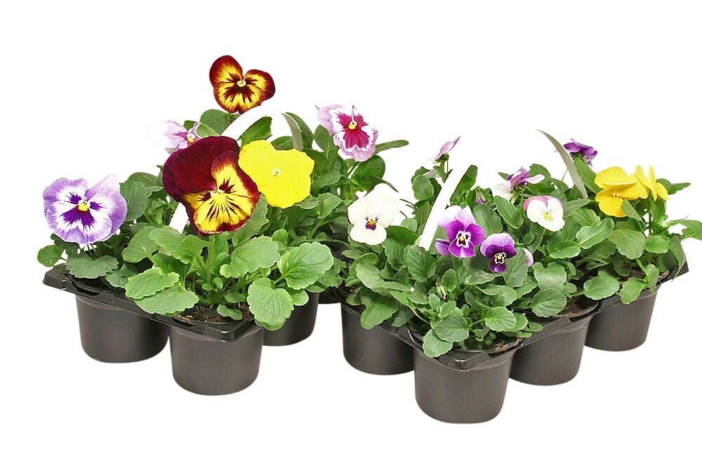 Kuusi pientä tainta, joissa on värikkäitä orvokinkukkia muoviruukuissa.