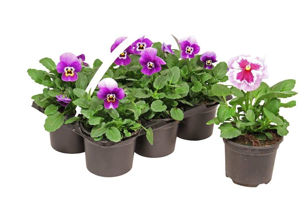 Kuusi ruukkua violetteja orvokkeja valkoisella taustalla.