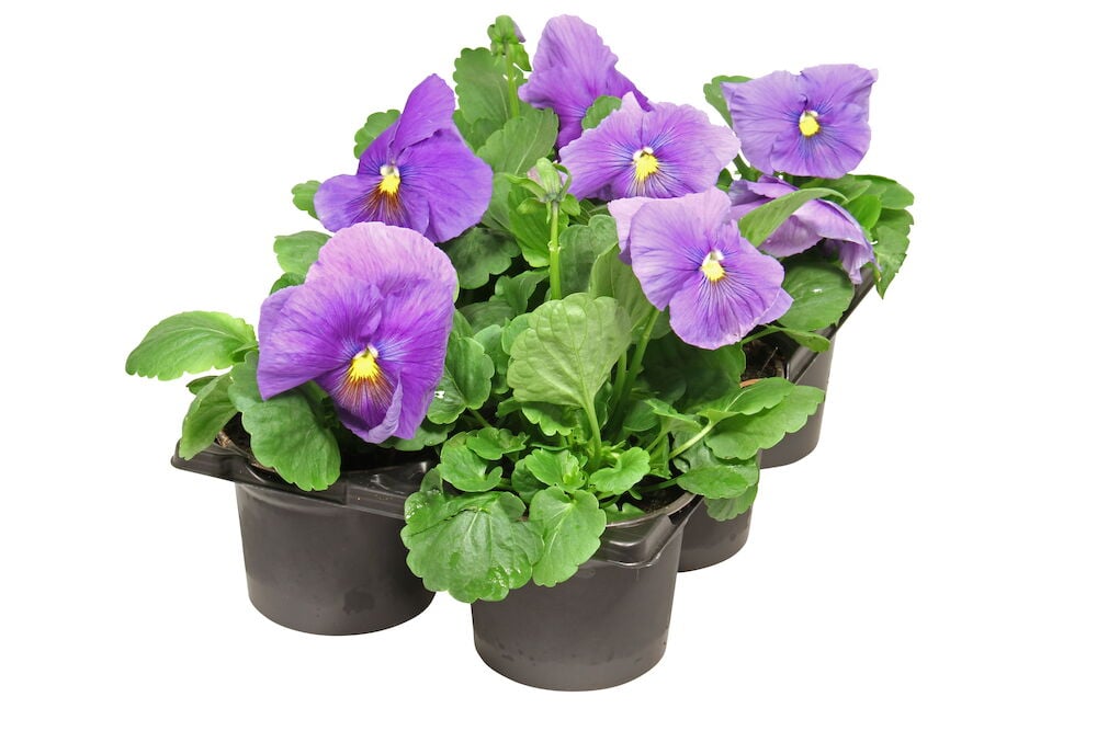 Kuusi kappaletta violetteja orvokkikasveja mustissa muoviruukuissa.