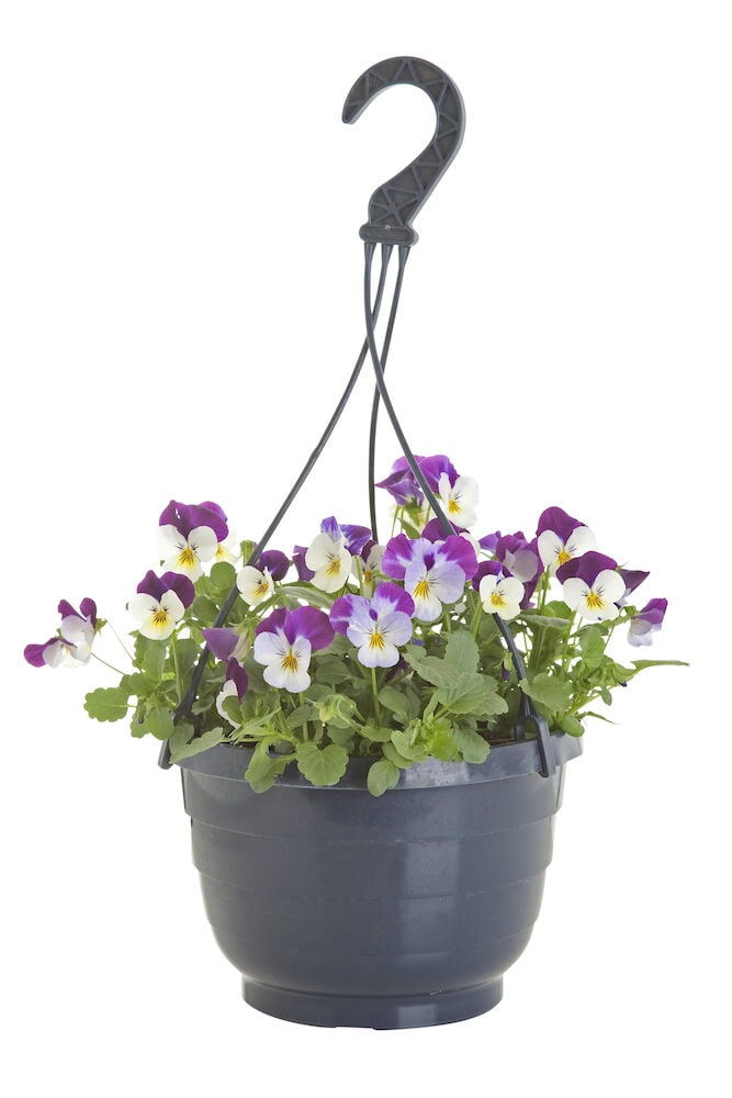 Liiloja ja valkoisia orvokkeja mustassa amppeliruukussa.