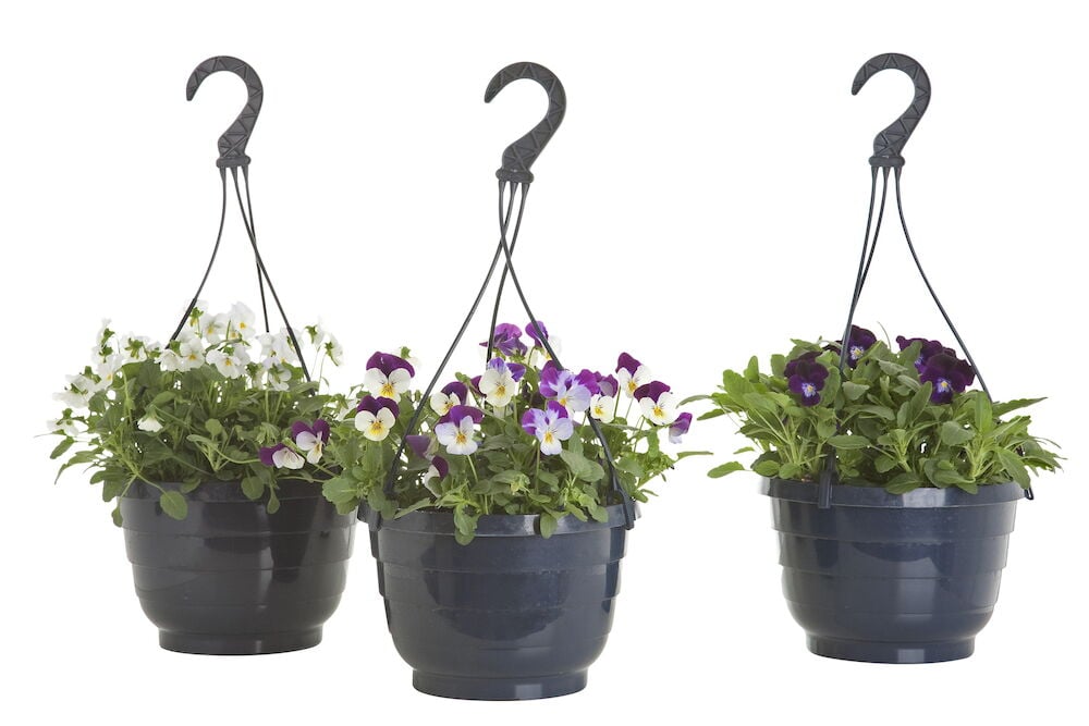 Kolme amppelia orvokkikukilla eri violeteissa sävyissä.