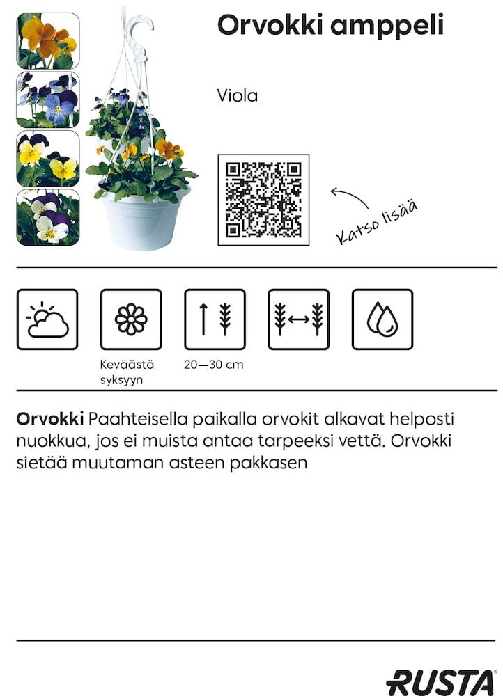 Violetti orvokki valkoisessa riippukorissa.