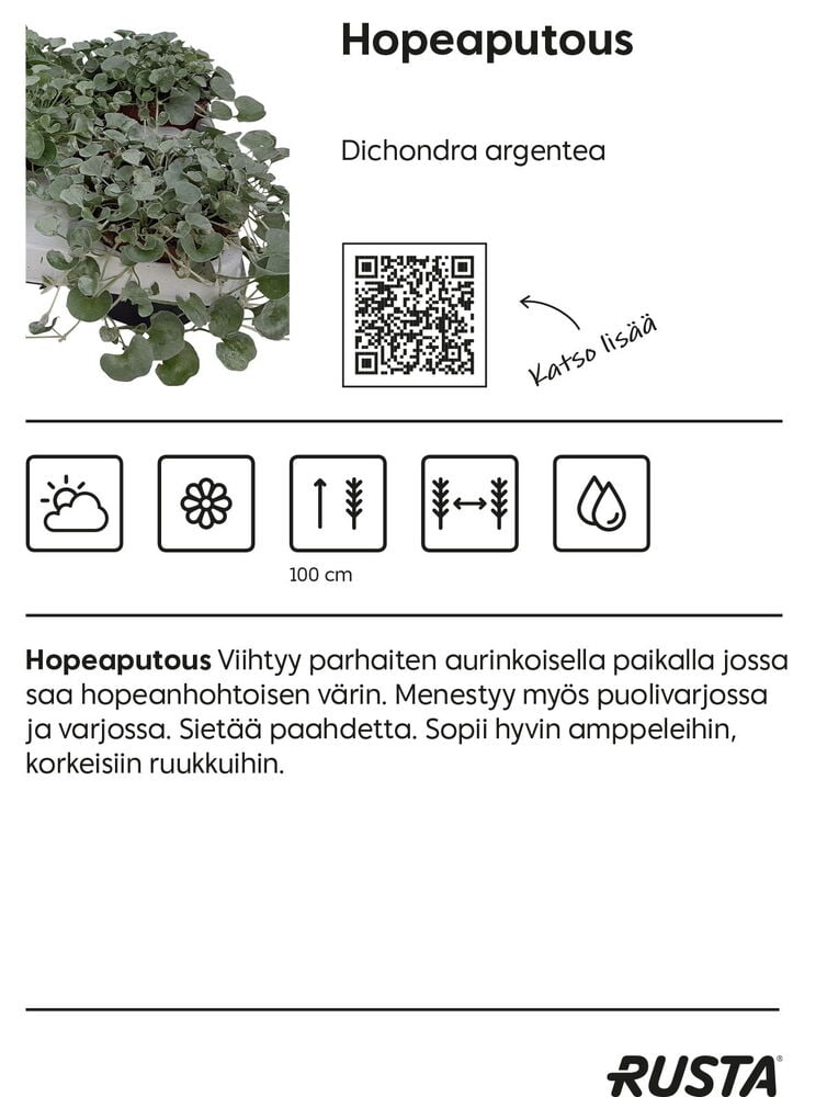Vihreä hopeariippa kasvi, jossa sydämenmuotoiset lehdet.