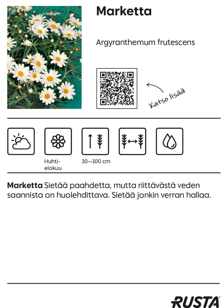 Valkoiset pensasmarguerite-kukat, joissa on keltaiset keskukset ulkona.
