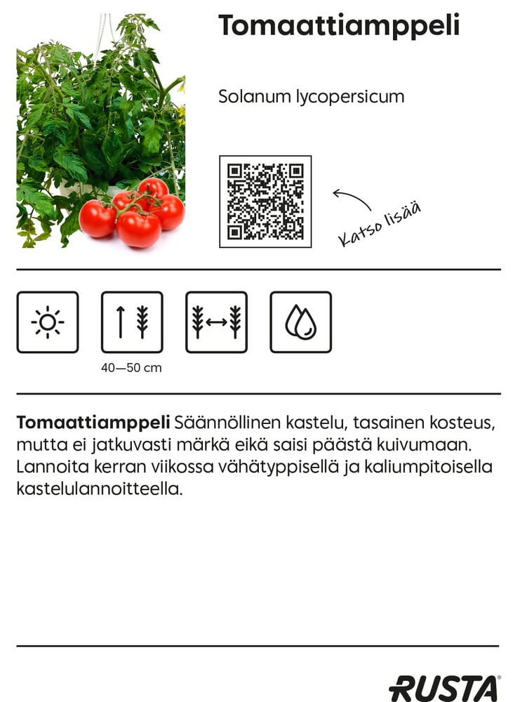 Roikkuva tomaatin taimi, jossa on vihreät lehdet ja punaiset tomaatit.