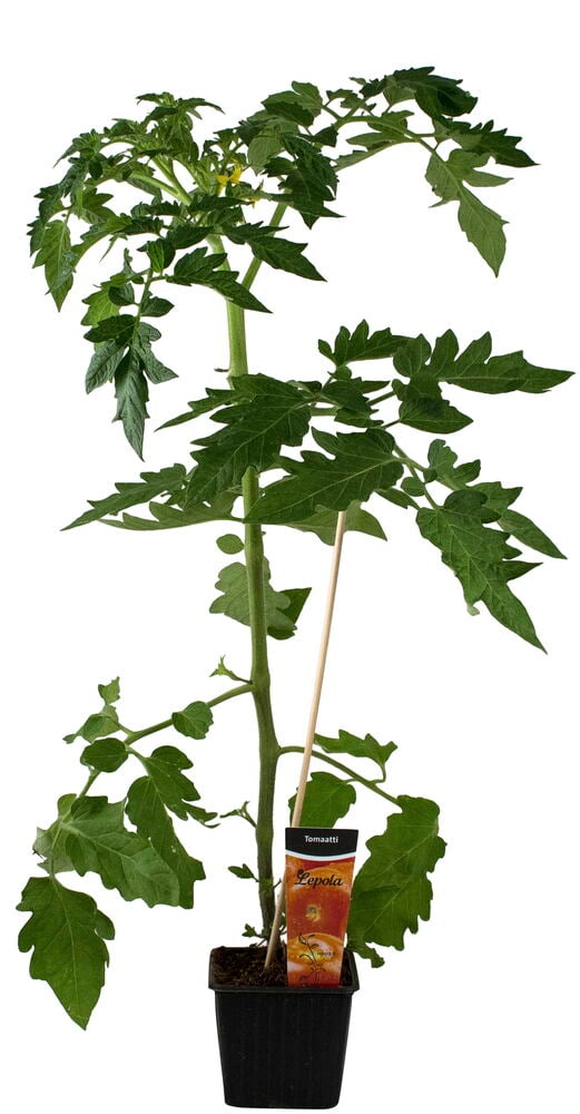 Tomaatti 9 cm kasvi vihreillä lehdillä, keltaisilla kukilla, puukepillä ja mustalla ruukulla etiketillä.