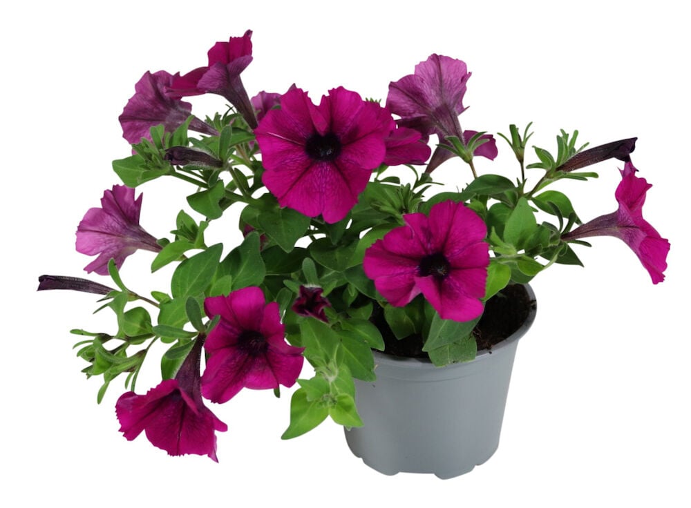 Violetit kesäkukat harmaassa muoviruukussa.