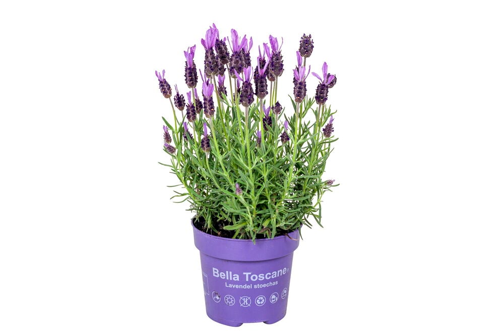 Laventelikasvi violetissa ruukussa vihreillä lehdillä.