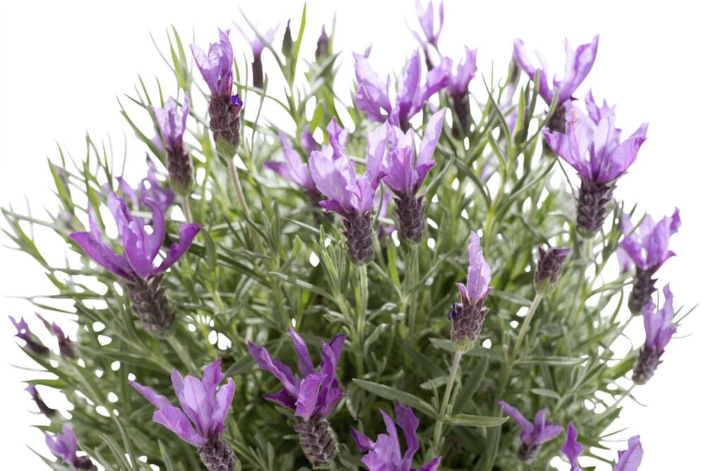 Harmaanvihreät lehdet ja violetit laventelikukat ruukussa.