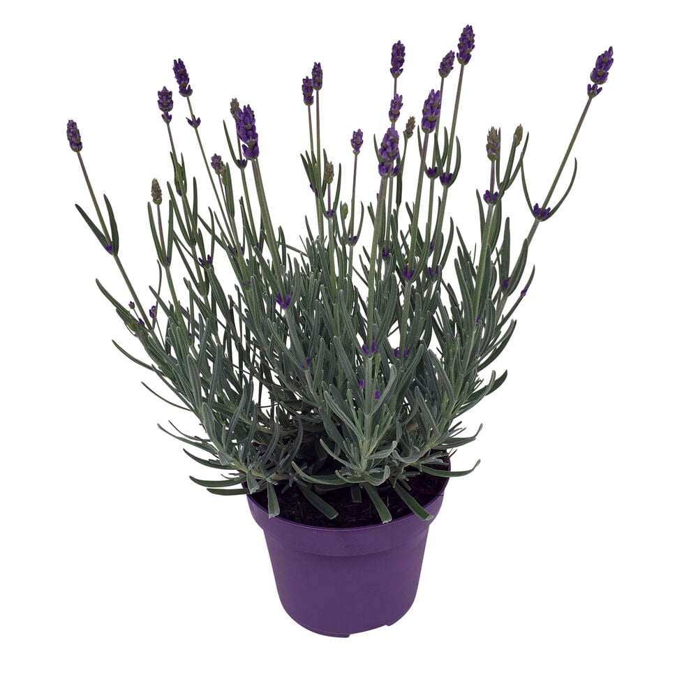Harmaanvihreitä laventelinlehtiä ja violetit kukat ruukussa.