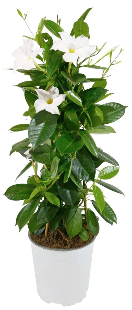 Vihreä kasvi valkoisessa ruukussa, valkoiset kukat.