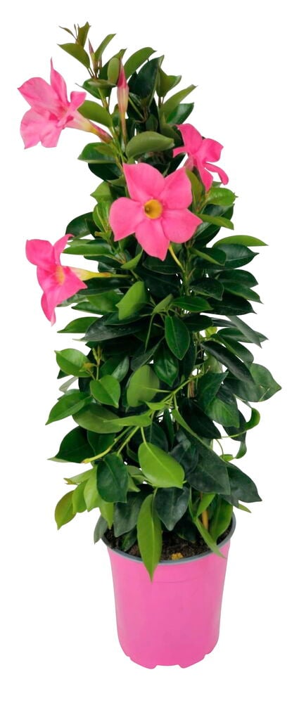 Vaaleanpunaiset kukat maljaköynnöksen pyramidissa ruukussa.