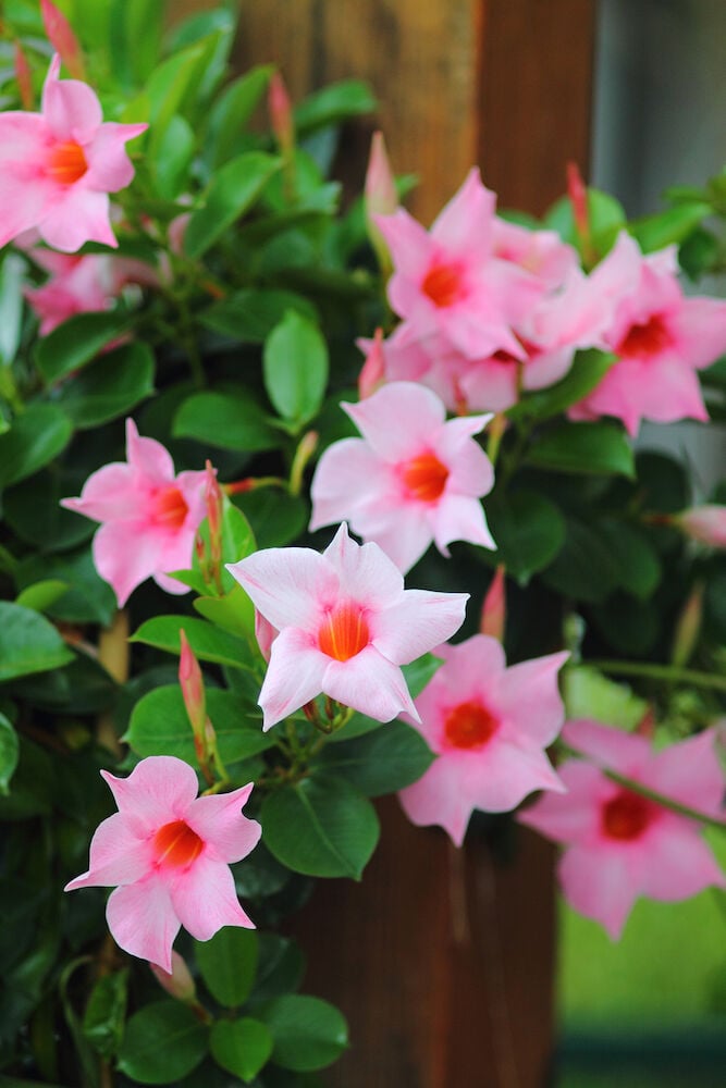 Vaaleanpunaisin kukin ja vihrein lehdin oleva köynnöskrassi.