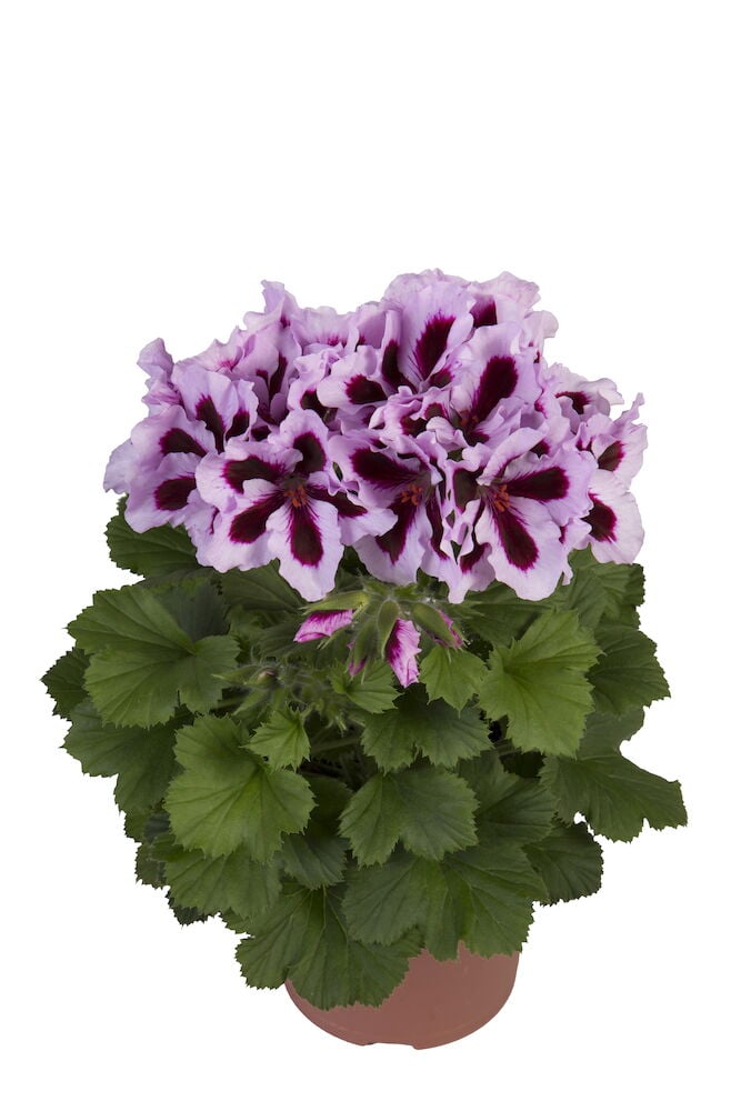 Vaaleanpunainen pelargoniruusuke vihreillä lehdillä ruukussa.