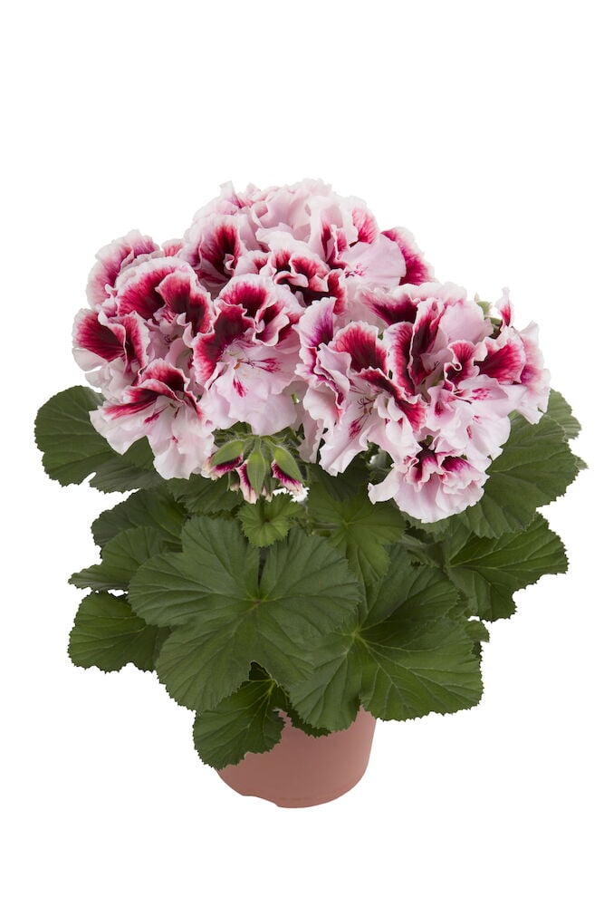 Vaaleanpunainen pelargoni ruukussa, jossa on vihreät lehdet.