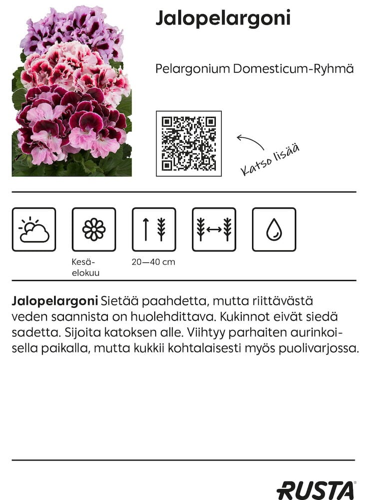 Vaaleanpunainen jalopelargoni kukassa vihreillä lehdillä.