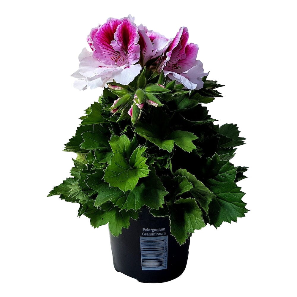 Vaaleanpunainen ja valkoinen kukkiva pelargoniassa mustassa muoviastiassa.