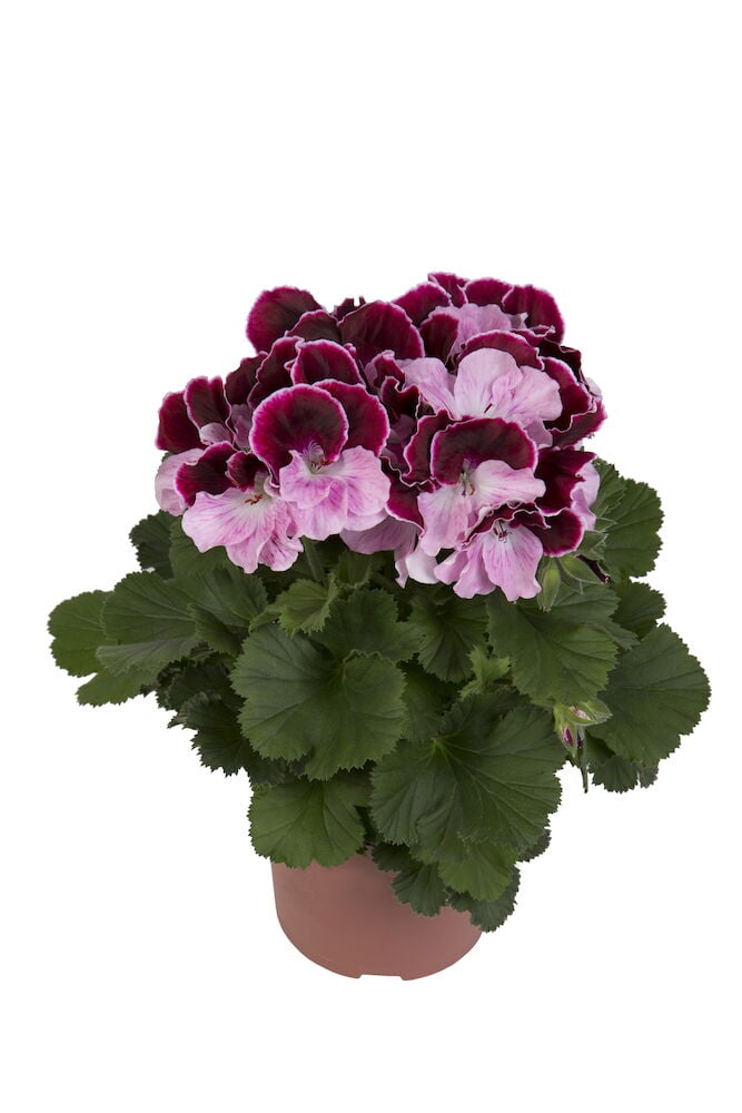 Ruusu ja tummanliila pelargoni ruukussa.