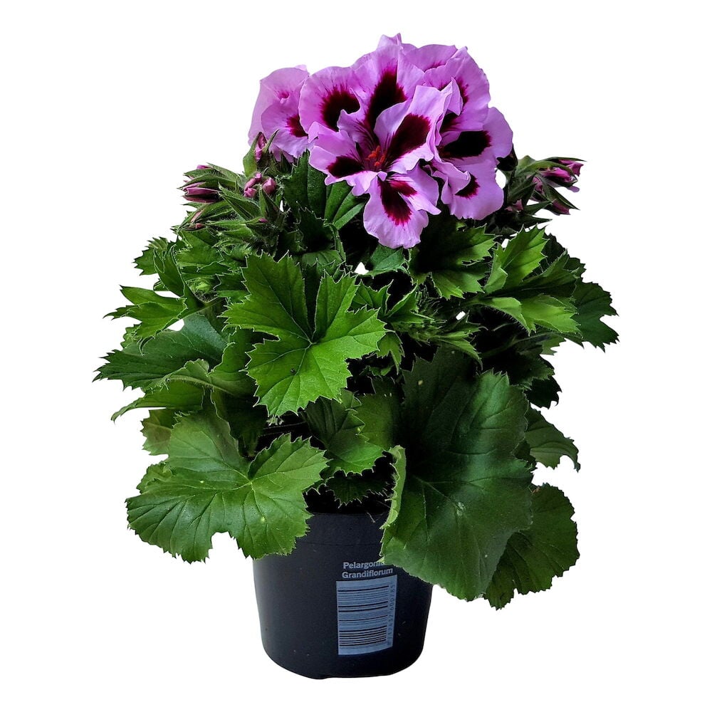 Lila pelargoni vihreillä lehdillä mustassa ruukussa.