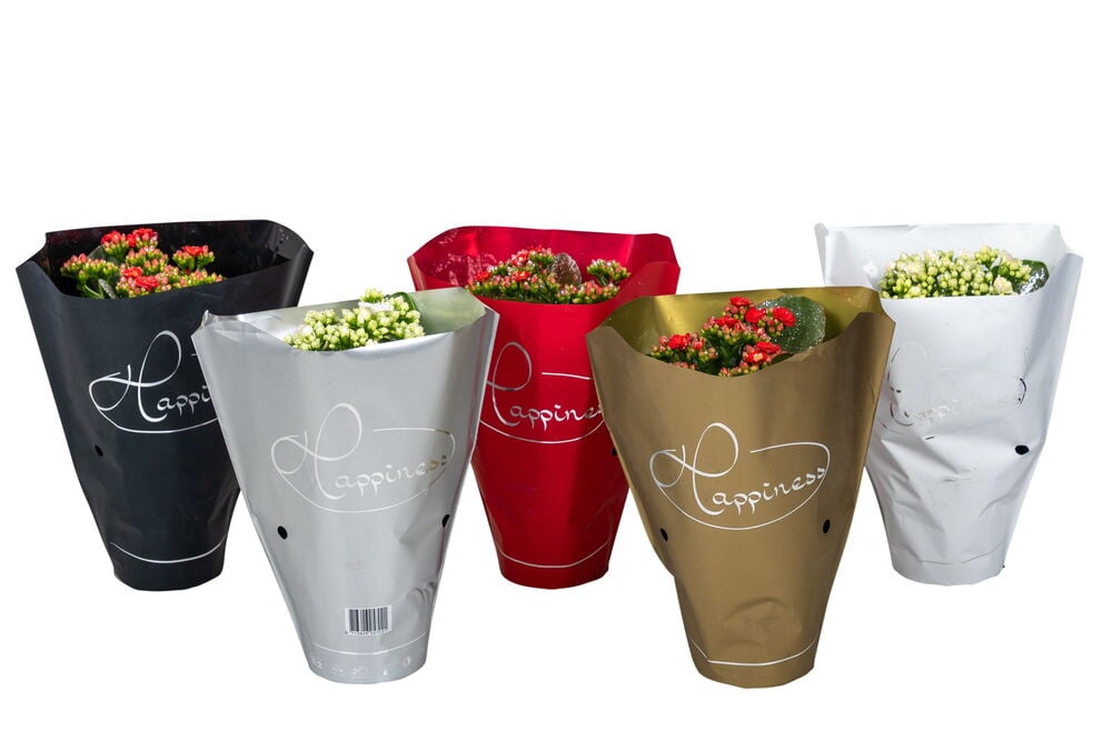 Tulilatva Calandiva Rosalina - 2