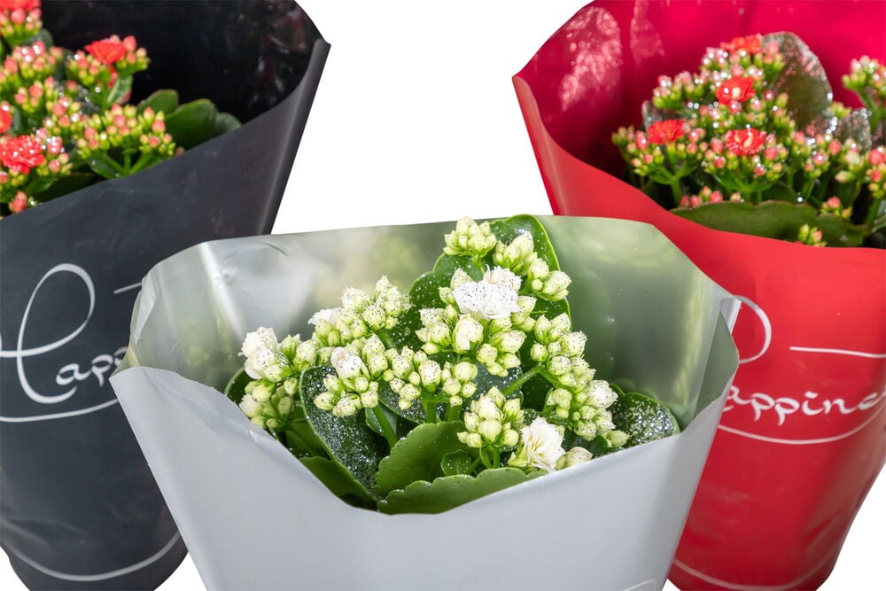 Tulilatva Calandiva Rosalina