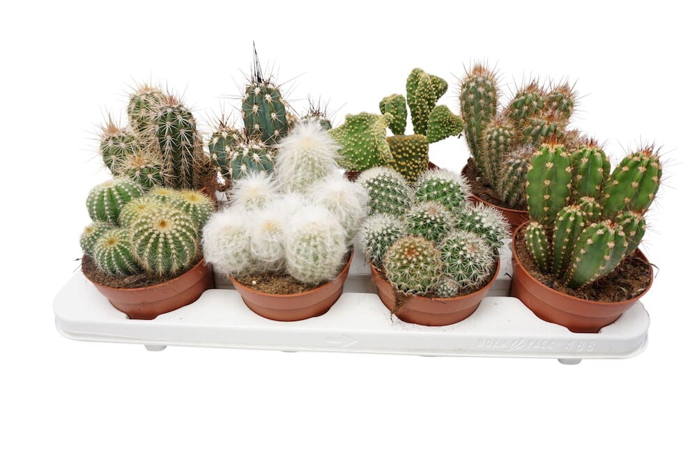 Useita pieniä kaktuksia ruskeissa ruukuissa tarjottimella.