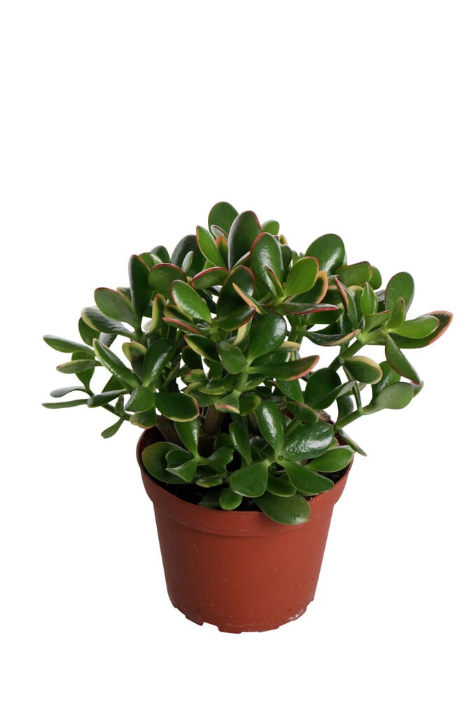 Kompakti vihreä crassula ovata ruskeassa muoviruukussa.