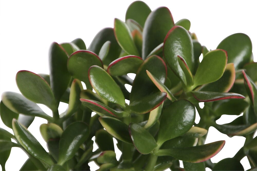 Vihreät mehikasvilehdet punaisilla reunoilla valkoista taustaa vasten.