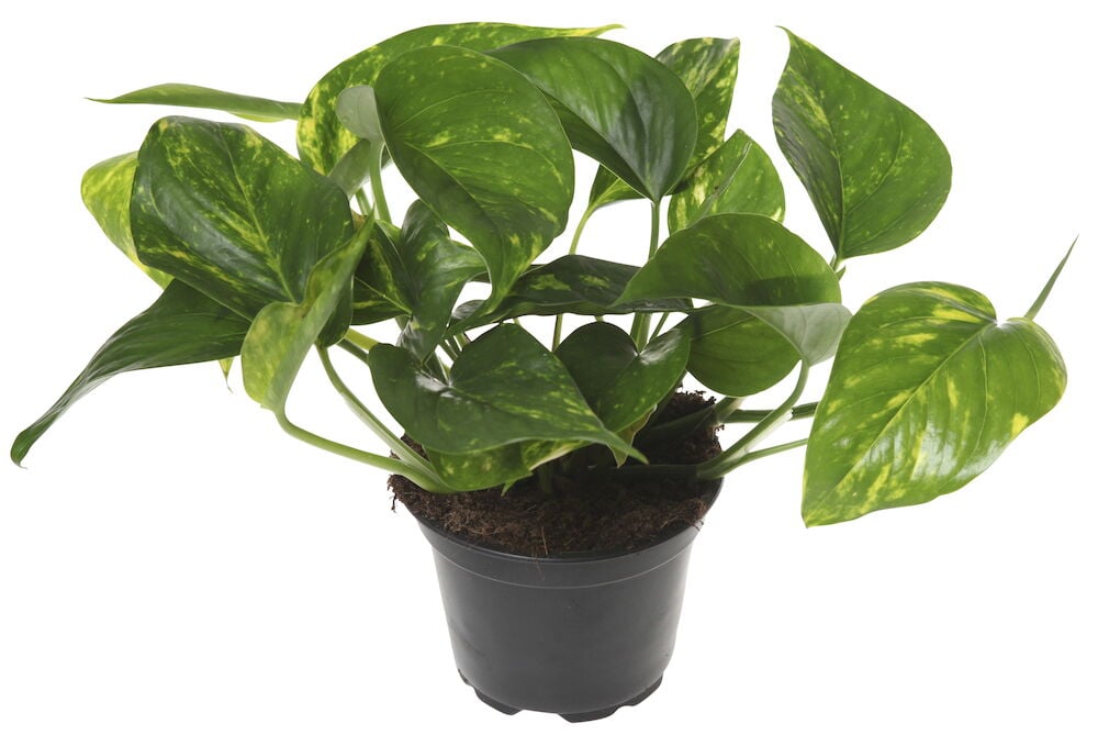 Kultaköynnös mustassa ruukussa vihreillä lehdillä.