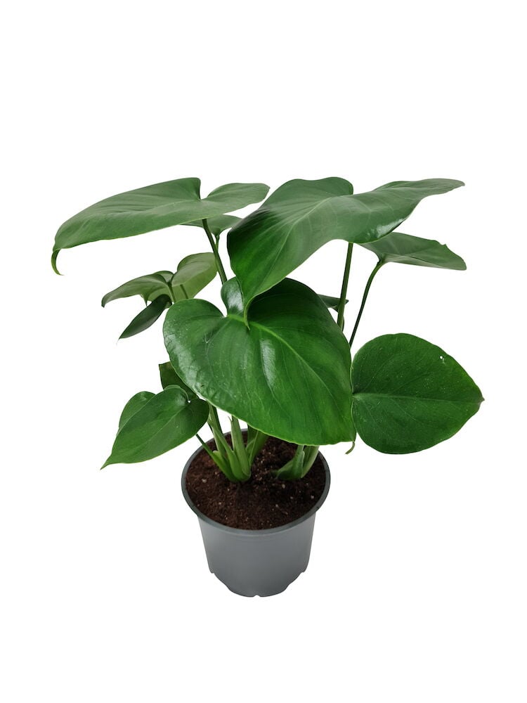Vihreä monstera mustassa ruukussa, jossa on suuret lehdet.
