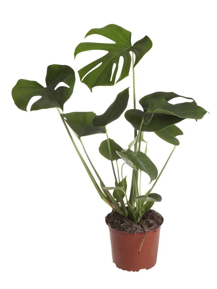 Monstera, jossa on suuret vihreät lehdet ruskeassa muoviruukussa.