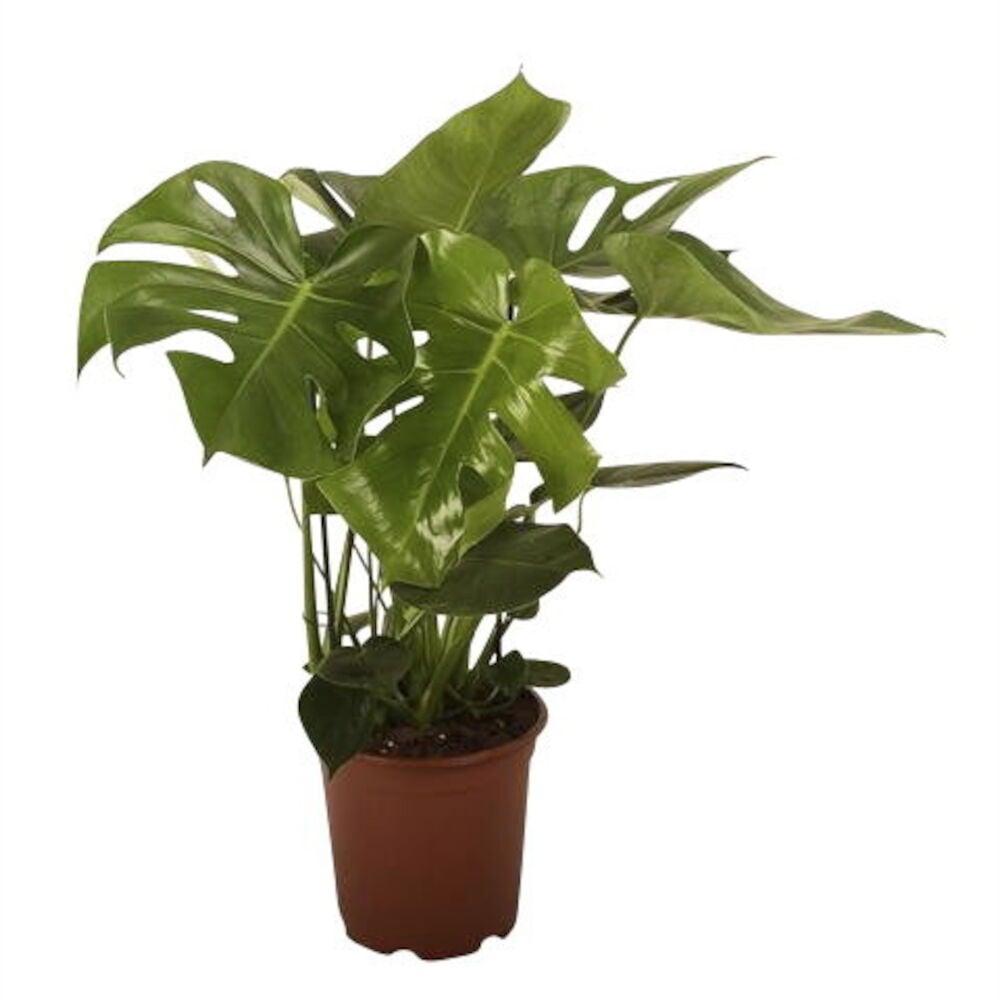 Vihreä monstera kasvi ruskeassa muoviruukussa.